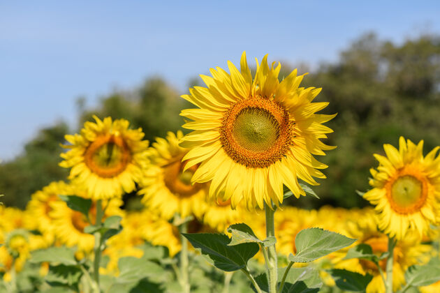 田地美丽的向日葵在向日葵领域的夏天与蓝天在罗布里省农业彩色农业