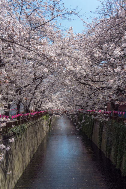 日本梅古罗河樱花盛开春天开花树枝