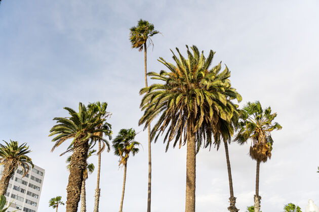 水加州洛杉矶街头的棕榈树目的地令人惊叹异国情调