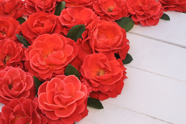玫瑰白色木质背景上的红玫瑰 贺卡花头白木桌花