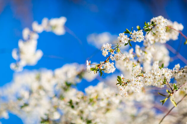 户外春暖花开 花枝盛开花园花树