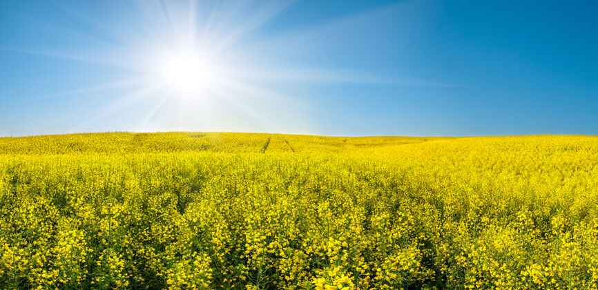 夏天美丽的风景 黄色的油菜田 蓝天下的太阳景观田野大自然