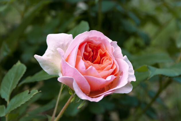 夏天完全开放 温柔的粉红色与许多可爱的玫瑰花植物色调枝开花单瓣花
