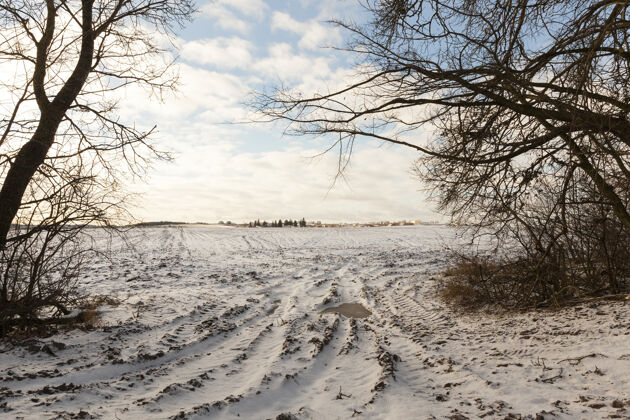 田野冬天田野边上生长的树木 整个领地和植物都被雪覆盖了树干冰冬季