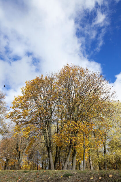 白天拍下树上黄色的叶子 秋天的季节 一小片深邃的田野水平明亮季节