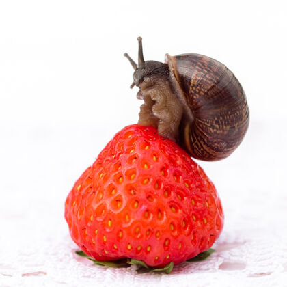 木材蜗牛坐在草莓浆果上 夏日概念饮食对象美味