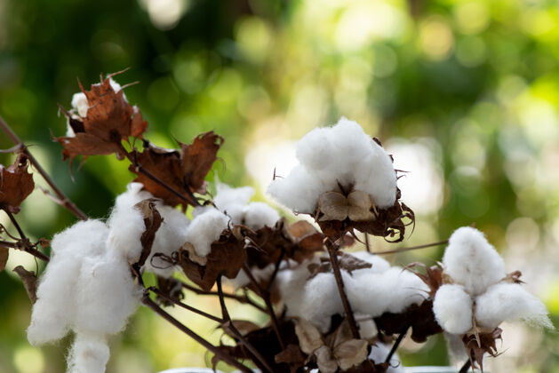 医疗棉花或陆地棉的性质纤维有机干
