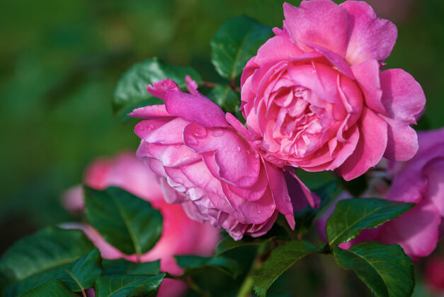 玫瑰科洛尼亚玫瑰（科勒植物群）粉红色灌木玫瑰盛开在花园里 特写灌木香水芳香