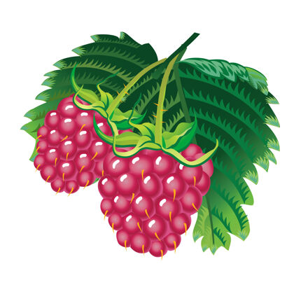 多汁树莓的叶子是白色的浆果新鲜覆盆子