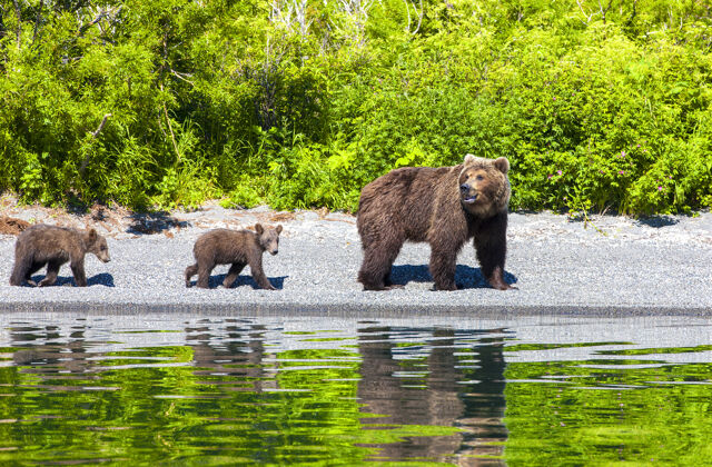 布朗带着两只小熊妈妈湖泊幼兽