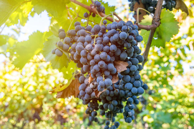 叶子佐治亚州卡赫蒂 葡萄收获前 葡萄园里成熟的萨佩拉维葡萄高加索收获葡萄酒