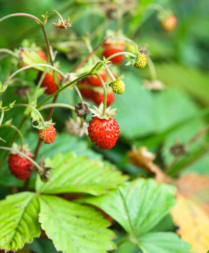 美味森林里的野草莓丛多汁花园颜色