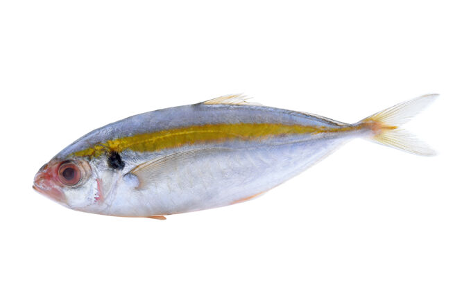 配料新鲜鲭鱼隔离在白色背景上晚餐吃油性