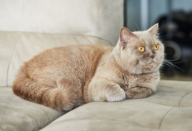 猫科动物英国灰猫坐在沙发上 特写猫野生动物繁殖
