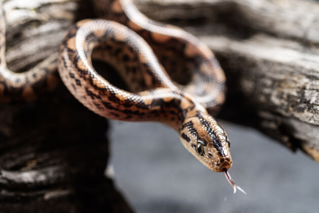 爬行动物草蛇（natrixnatrix）成年移动他的舌头自然动物户外