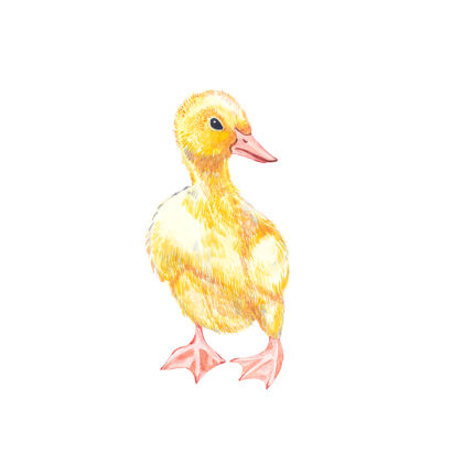 节日小鸭水彩插图.复活节摆手白色背景上有传统符号的彩绘卡片野生动物图形绘画