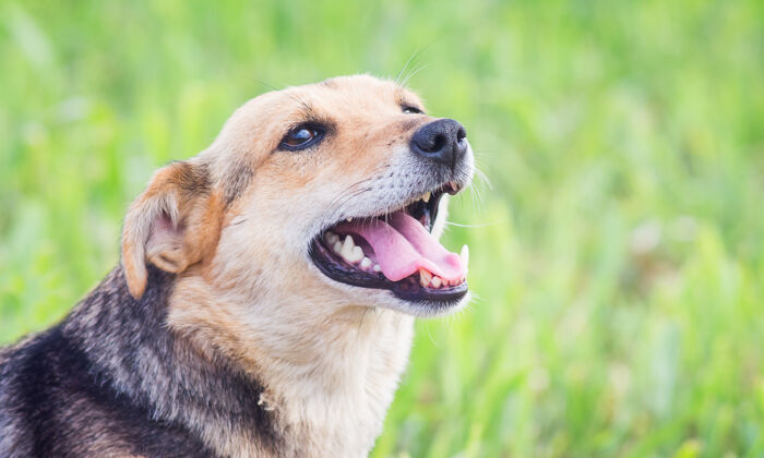 美丽一只狗张着嘴的近景画像房子公园舌头