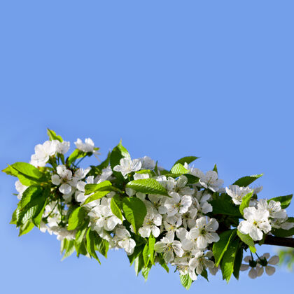 透明樱花树 背景五月春天焦点