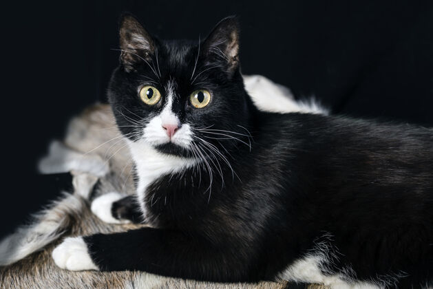 凝视一只黑白相间的猫在毛皮地毯上露出惊讶的表情动物焦点看