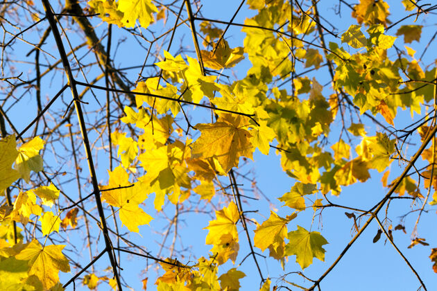 天空秋天枫树上发黄的叶子季节蓝色背景是天空落叶明亮枫树