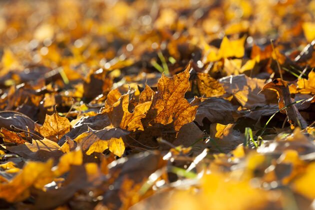 时间黄色 橙色的枫叶在秋天 特写在秋天的季节秋天树蔬菜