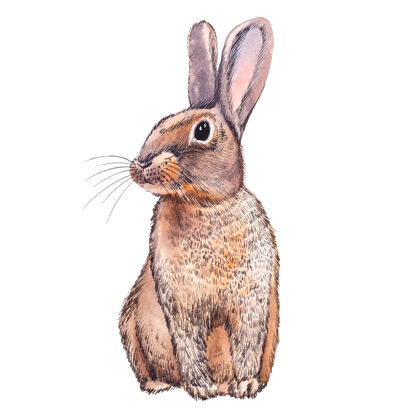 节日可爱的兔子动物水彩插图.复活节摆手白纸上有传统符号的彩绘卡片背景可爱小兔子的设计插图传统现实素描