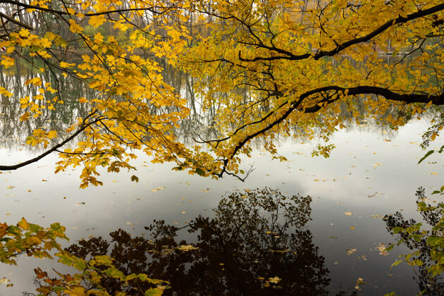树树枝在秋天弯在河面上 到了秋天就掉了下来水 景观!树 木 叶 光 绿 自然 天空 秋天 森林 景观 草 五颜六色 黄色 植物 秋天 公园 河流 树枝 户外 湖泊 风景 景色 白天 场景 树叶 池塘 倒影 柳树 风景