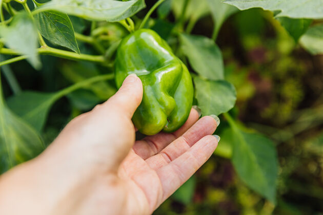 生长女农工在花园里亲手收割新鲜成熟的绿色有机甜椒辣椒转基因农业