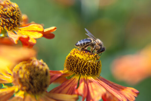 开花蜜蜂满是黄色的花粉 喝着花蜜 给桔子花授粉动物公园花