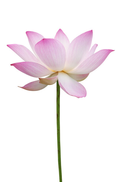 开花粉红色的荷花孤立在白色上佛陀异国情调放松