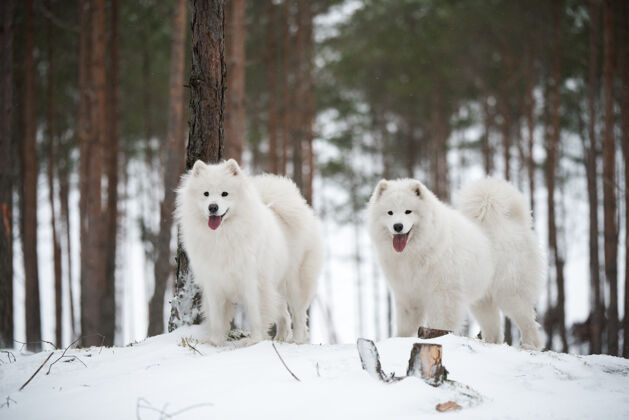 毛绒美丽的毛茸茸的两只萨莫耶德白狗在冬天的森林里有趣雪动物