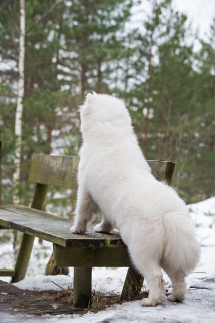 脸萨莫耶德白狗背景是在冬季森林附近的长凳上有趣毛绒毛皮