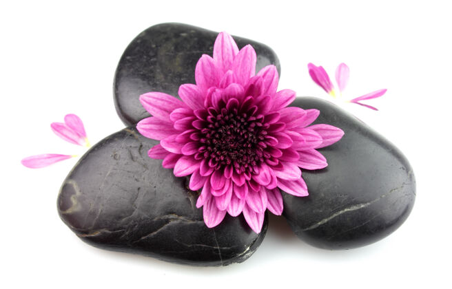 东亚文化石头上有一朵粉红色的菊花花头东亚花