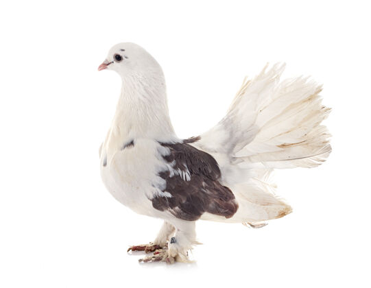 动物白色背景前的英文扇尾羽毛鸽子白色背景