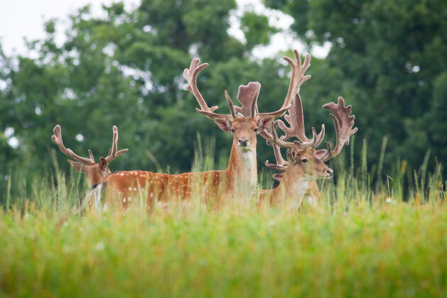 春天一群鹿角裹着天鹅绒的休闲鹿站在草地上鹿角牡鹿动物