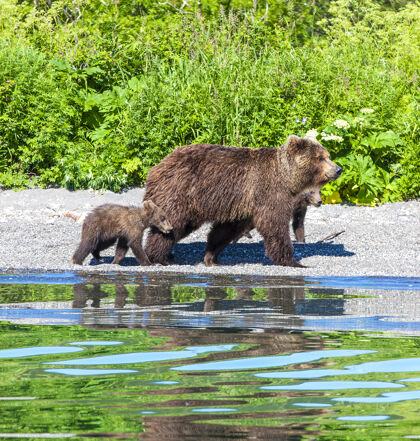 动物带着两只小熊爪大自然熊
