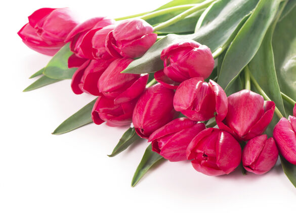 明亮春天的郁金香在一束粉红色的花束中 红色的美丽的花朵隔离在白色上开花美丽叶