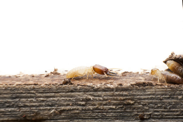 树皮白蚁在分解木头维修旧年龄
