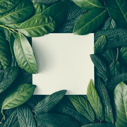 特写创意布局用绿叶做成的纸卡纸条框架郁郁葱葱新鲜