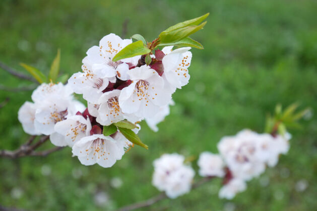 户外白树开花樱花在春天的绿草背景上苹果花太阳