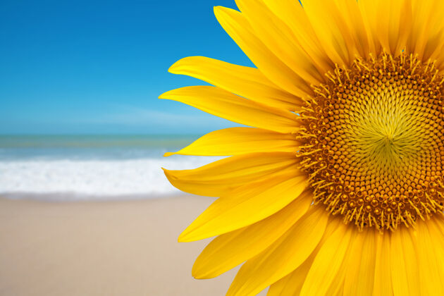 花瓣向日葵在沙滩上阳光户外快乐