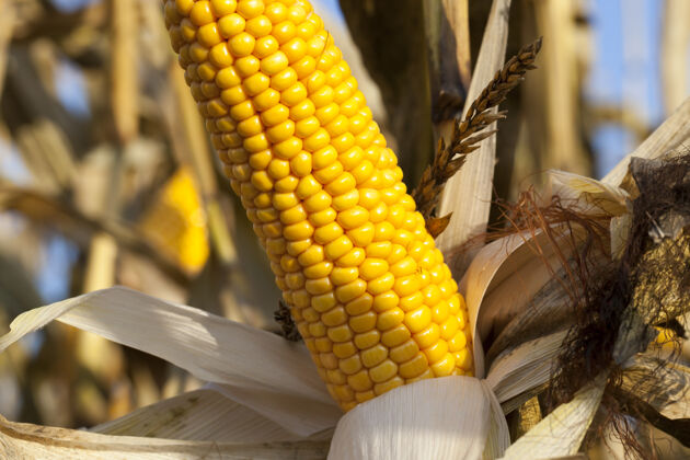玉米一个张开的玉米穗和成熟的黄色谷物 在中秋的田野上特写叶子中作物