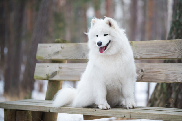 毛皮萨莫耶德白狗正坐在冬天的森林里的长凳上玩宠物冬天