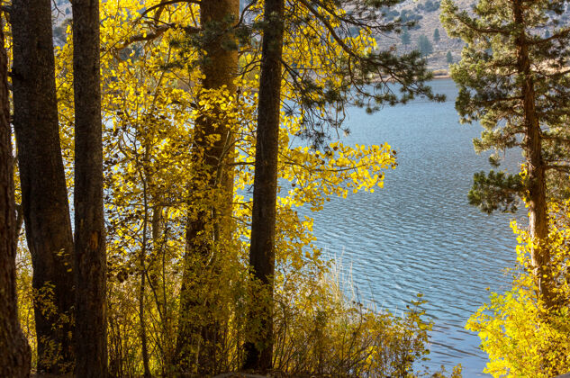 公园秋天美丽的湖泊池塘自然森林