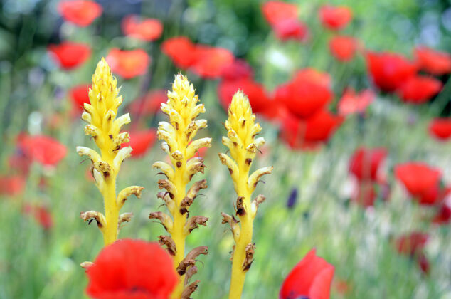 环境野花：orobanchesp 一种被罂粟包围的寄生植物野生美丽自然