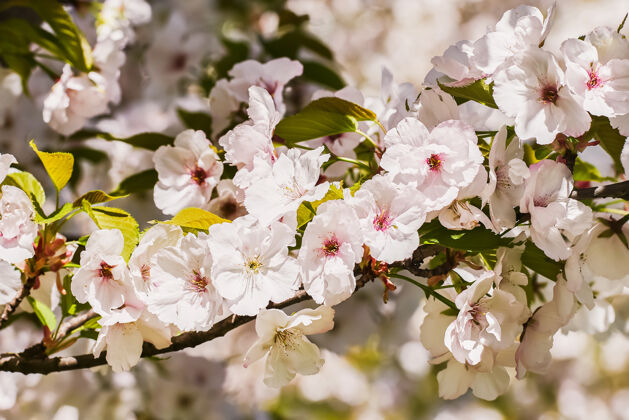 樱花白色樱花樱桃枝头迎着天空绽放景观开花樱花树