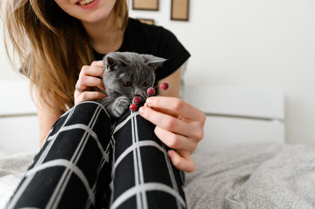 手穿着睡衣的女孩抱着心爱的宠物武器苏格兰的小猫在女孩怀里在一起猫腿
