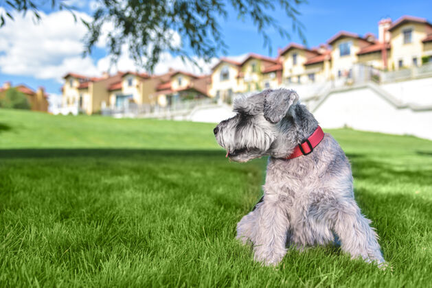 卷毛狗一只漂亮的雪纳瑞狗坐在草地上 望着公园里的远处展望谎言小狗