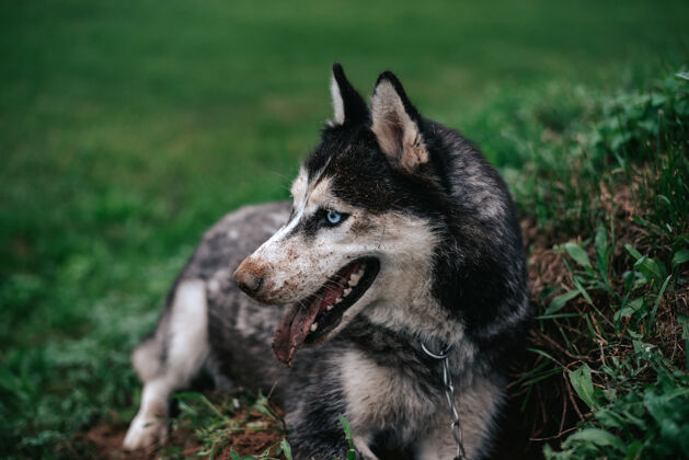 泥年轻的灰白色西伯利亚哈士奇是非常脏兮兮的她躺在绿草上哺乳动物朋友雌性