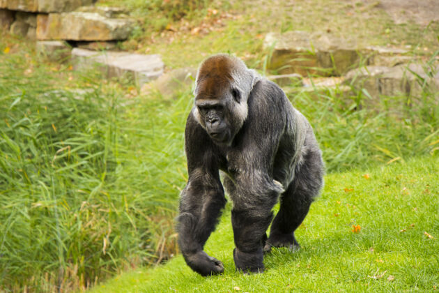 坐着动物园里的大猩猩 野生动物的场景 绿草上的哺乳动物猴子动物群圈养动物